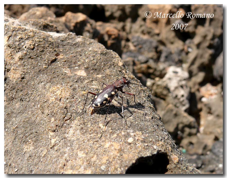 Omaggio alla pi bella cicindela di Sicilia: Calomera lugens